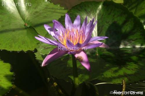 Phuket Pavilions 31